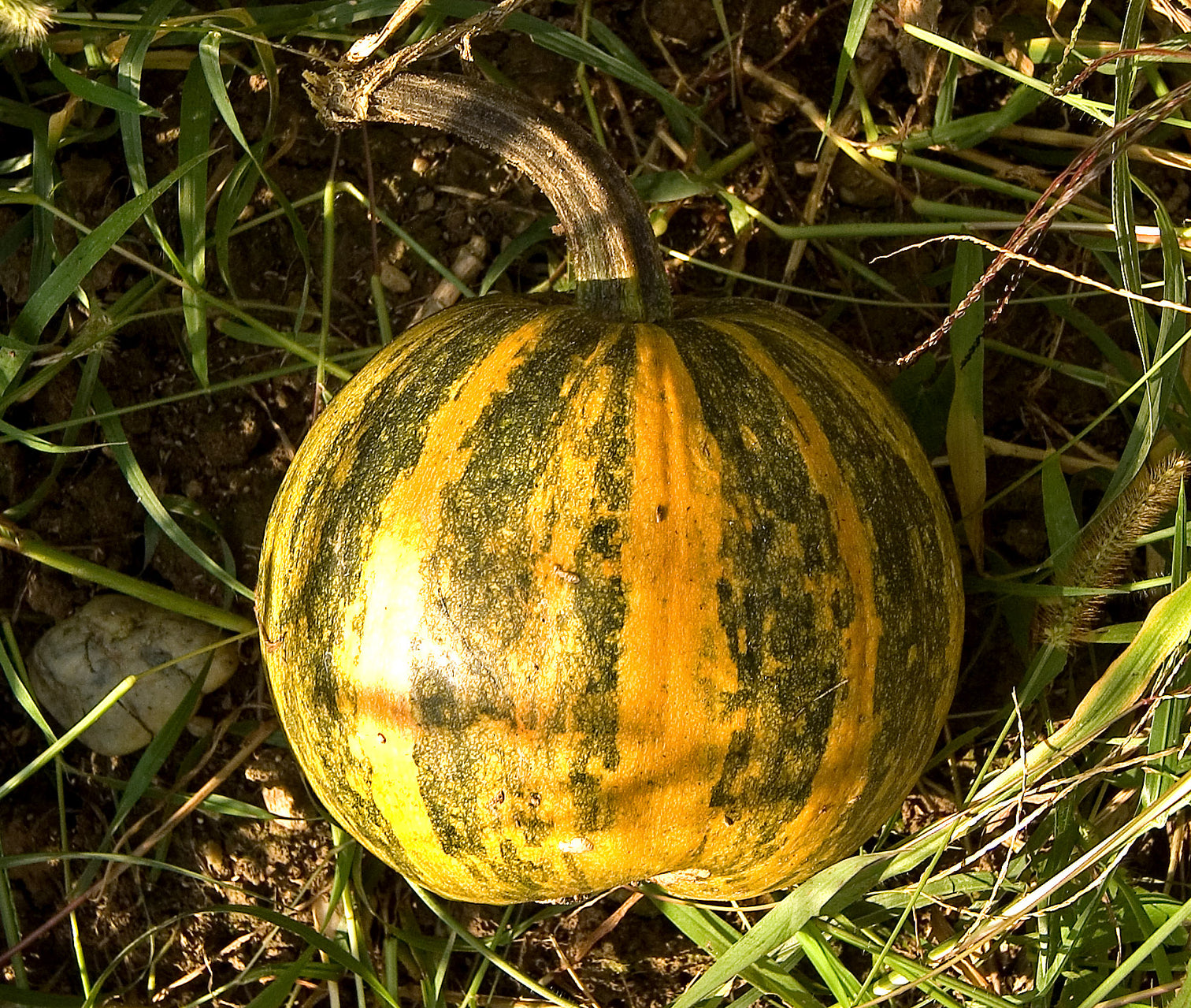 Styrian pumpkins ripening in the field before harvest